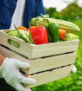 Moestuin